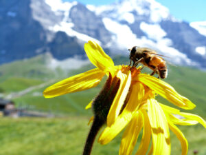 A bee on a mountain flower - MyVideoimage.com