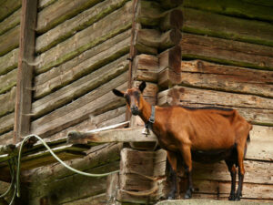 A goat against the background of a wooden wall. Capra. Foto animali. Animal photos