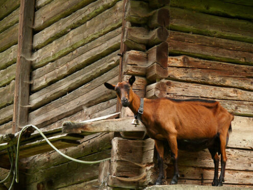 A goat against the background of a wooden wall. Capra. Foto animali. Animal photos