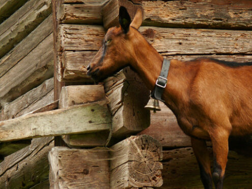 A goat against the background of a wooden wall. Capra. Foto animali. Animal photos