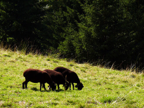 A group of three black grazing sheep - MyVideoimage.com