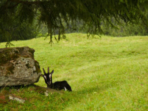 A nice goat in the green meadow. Capra. Foto animali. Animal photos