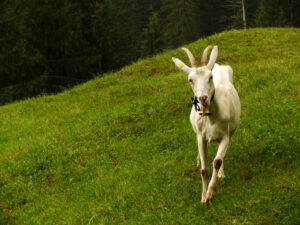 A nice goat in the green meadow. Foto animali. Animal photos. Capra