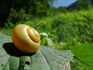 A snail with its snail. - MyVideoimage.com