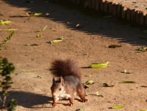 A squirrel in a garden - MyVideoimage.com