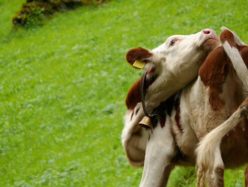 A twisted cow to chase away insects. Foto animali. Animal photos, Mucca