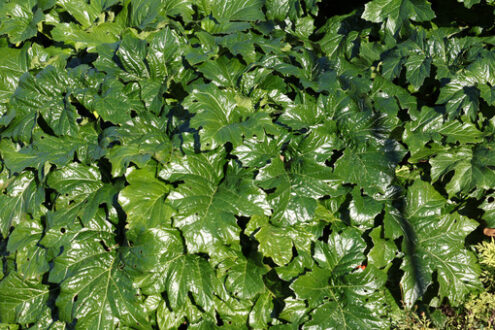 Acantus leaves. Green acanthus leaves - MyVideoimage.com | Foto stock & Video footage