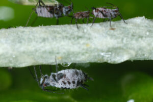 Afide grigio. Gray aphid of the stem of a plant. Foto stock royalty free. - MyVideoimage.com | Foto stock & Video footage