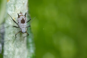 Afide grigio. Parasites on the stem of a Mediterranean plant leaf. Foto stock royalty free. - MyVideoimage.com | Foto stock & Video footage