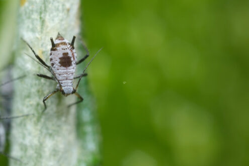 Afide grigio. Parasites on the stem of a Mediterranean plant leaf. Foto stock royalty free. - MyVideoimage.com | Foto stock & Video footage