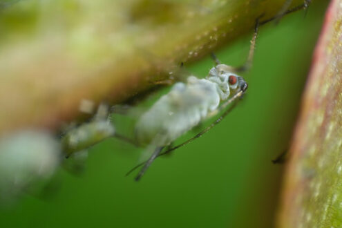 Afide su una pianta. Aphids suck the sap from the petiole of a leaft. Foto stock royalty free. - MyVideoimage.com | Foto stock & Video footage