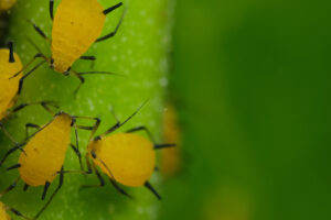 Afidi gialli delle piante. Yellow aphids suck the sap from a leaf. Foto stock royalty free. - MyVideoimage.com | Foto stock & Video footage