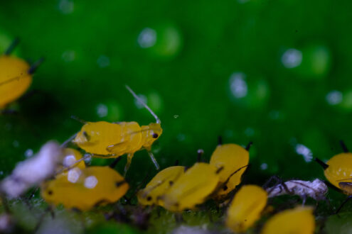 Afidi gialli. Yellow aphids on a leaf suck the sap of the plant. Foto stock royalty free. - MyVideoimage.com | Foto stock & Video footage