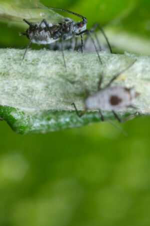 Afidi grigi. Parasites on the stem of a Mediterranean plant leaf. Foto stock royalty free. - MyVideoimage.com | Foto stock & Video footage