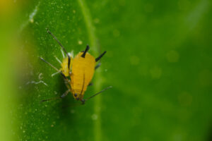 Afidi su foglia Yellow aphids suck the sap from a leaf. Foto stock royalty free. - MyVideoimage.com | Foto stock & Video footage