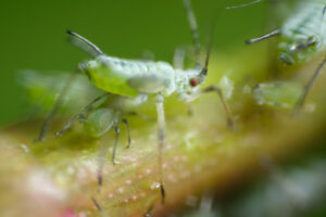 Afidi su una pianta. Aphids suck the sap from the petiole of a leaft. Foto stock royalty free. - MyVideoimage.com | Foto stock & Video footage