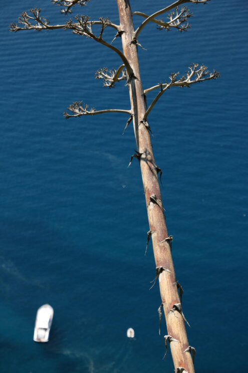 Agave flower on a path of the Cinque Terre. In the background boats in the blue sea. - MyVideoimage.com | Foto stock & Video footage