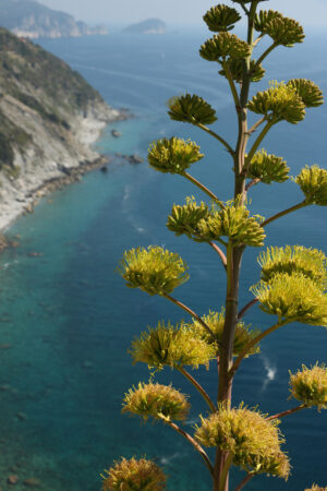 Agave flower. Cinque Terre, Italy. Flower of the Agave plant on the hills of the Cinque Terre in Liguria. Background of mountains overlooking the sea. - MyVideoimage.com | Foto stock & Video footage