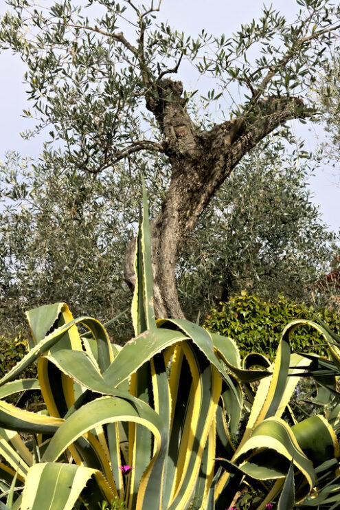 Agave in the garden. Olive and agave plant - MyVideoimage.com | Foto stock & Video footage