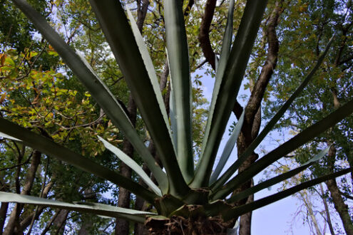 Agave in the park. Reggia di Caserta, Italy. 10/27/2018. Agave plant inside the park. - MyVideoimage.com | Foto stock & Video footage