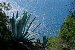 Agave on the sea. Agave plant on the hills of the Cinque Terre. In the background the Mediterranean sea in Liguria. - MyVideoimage.com | Foto stock & Video footage