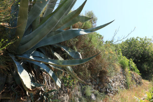 Agave plant with dry stone walls on the island of Ischia. - MyVideoimage.com