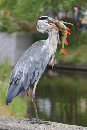 Airone con pesce. Gray Heron  with fish in its beak. Amsterdam canals background. - MyVideoimage.com | Foto stock & Video footage