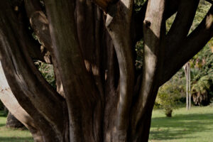 Albero monumentale. Reggia di Caserta, Italy. 10/27/2018. Monumental tree within the park. Detail of the trunk - MyVideoimage.com | Foto stock & Video footage