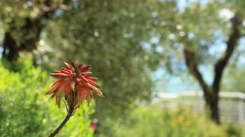 Aloe Vera flower in a garden in Liguria. In the background olive trees. Dimorphotheca pluvialis. - MyVideoimage.com | Foto stock & Video footage