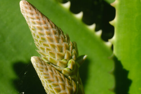 Aloe Vera flower. Closed flower of an Aloe Vera plant. Leaves used as natural medicines. Macro. - MyVideoimage.com | Foto stock & Video footage