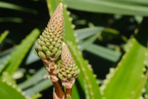 Aloe Vera. Closed flower of an Aloe Vera plant. Leaves used as natural medicines. Macro. - MyVideoimage.com | Foto stock & Video footage