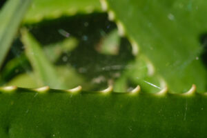 Aloe Vera. Foglie usate come medicine naturali. Fotografia macro. - MyVideoimage.com | Foto stock & Video footage