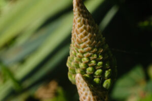 Aloe vera flower. Closed flower of an Aloe Vera plant. Leaves used as natural medicines. Macro. - MyVideoimage.com | Foto stock & Video footage