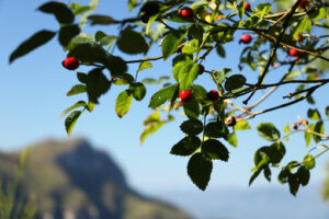 Alpine rose photo. Alpi Apuane. Massa Carrara, Tuscany, Italy. Rose plant - MyVideoimage.com | Foto stock & Video footage