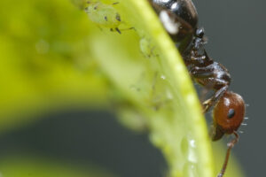 Ant and aphids. Ant with aphids on a leaf of a plant. Stock photos. - MyVideoimage.com | Foto stock & Video footage