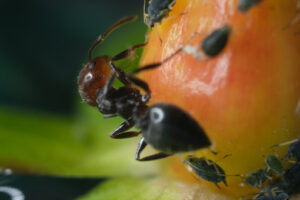 Ant and aphids. Ants and colony of aphids on a small berry of a plant. Stock photos. - MyVideoimage.com | Foto stock & Video footage