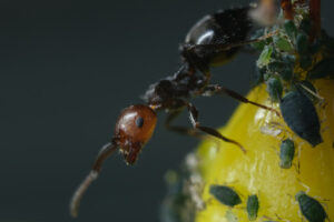 Ant and aphids. Ants and colony of aphids on a small berry of a plant. Stock photos. - MyVideoimage.com | Foto stock & Video footage