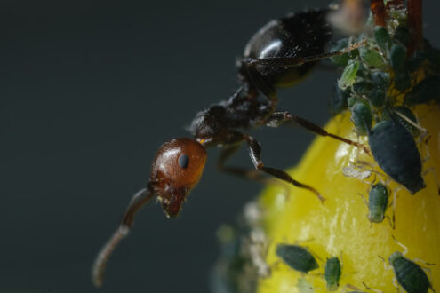 Ant and aphids. Ants and colony of aphids on a small berry of a plant. Stock photos. - MyVideoimage.com | Foto stock & Video footage