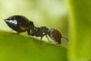 Ant on a leaf. Ant on a plant leaf, close up macro shot. Stock photos. - MyVideoimage.com | Foto stock & Video footage