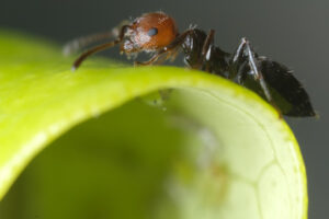 Ant on a plant. Ant with aphids on a leaf of a plant. Stock photos. - MyVideoimage.com | Foto stock & Video footage