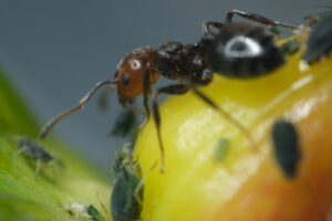 Ant on berry. Ants and colony of aphids on a small berry of a plant. Stock photos. - MyVideoimage.com | Foto stock & Video footage