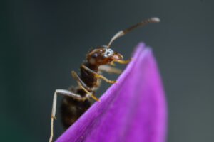 Ant on flower. Ant on a purple red flower petal. Stock photos. - MyVideoimage.com | Foto stock & Video footage