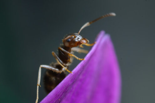 Ant on flower. Ant on a purple red flower petal. Stock photos. - MyVideoimage.com | Foto stock & Video footage