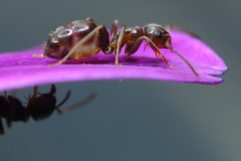 Ant on flower. Ants on a purple red flower petal. Stock photos. - MyVideoimage.com | Foto stock & Video footage