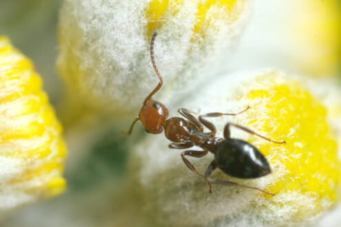 Ant. Ant in a close-up moves the antennas. Stock photos. - MyVideoimage.com | Foto stock & Video footage