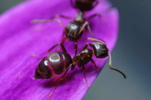 Ants on flower. Ants on a purple red flower petal. Stock photos. - MyVideoimage.com | Foto stock & Video footage