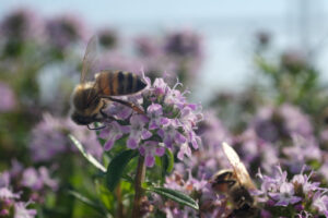 Ape su fiore blu. Bee sucks nectar and collects pollen from a thyme flower. Macro video of thyme flowers. Foto e immagini di fiori. - MyVideoimage.com | Foto stock & Video footage