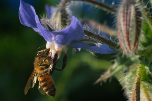 Ape su fiore. Foto royalty-free Bee sucks nectar from a blue flower. A beautiful blue mallow flower attracts bees. L’ape succhia il nettare e raccoglie il polline di fiori blu. Un bel fiore di malva blu attira le api.  Photos flowers. - MyVideoimage.com | Foto stock & Video footage