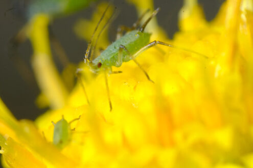 Aphid closeup. Green aphid on a yellow flower. Stock photos. - MyVideoimage.com | Foto stock & Video footage