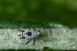 Aphid infestation. Parasites on the stem of a Mediterranean plant leaf. Stock photos. - MyVideoimage.com | Foto stock & Video footage